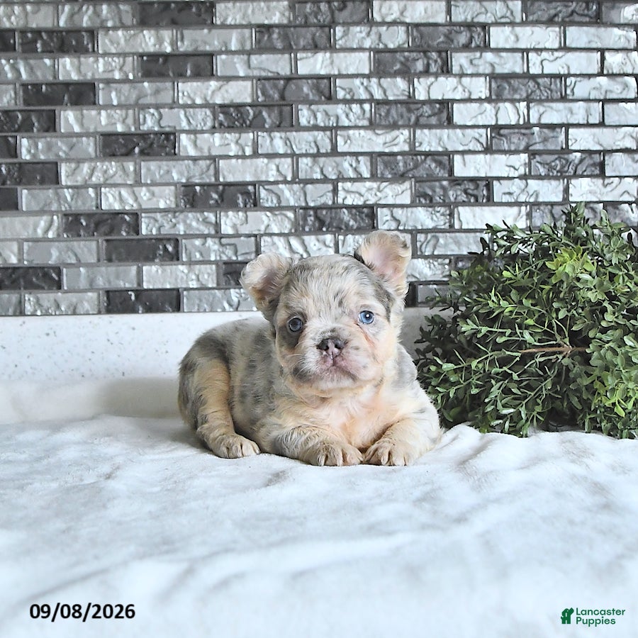 French Bulldog dogs Della - Ad 2