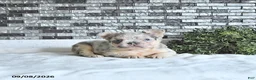 French Bulldog dogs for sale: Della - Ad 2