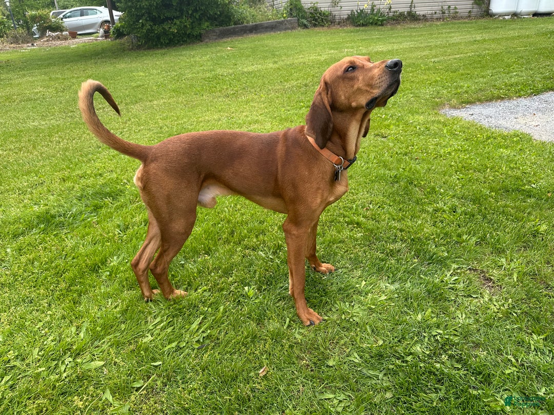Mixed Breed dogs for sale: Brutus - Ad 3
