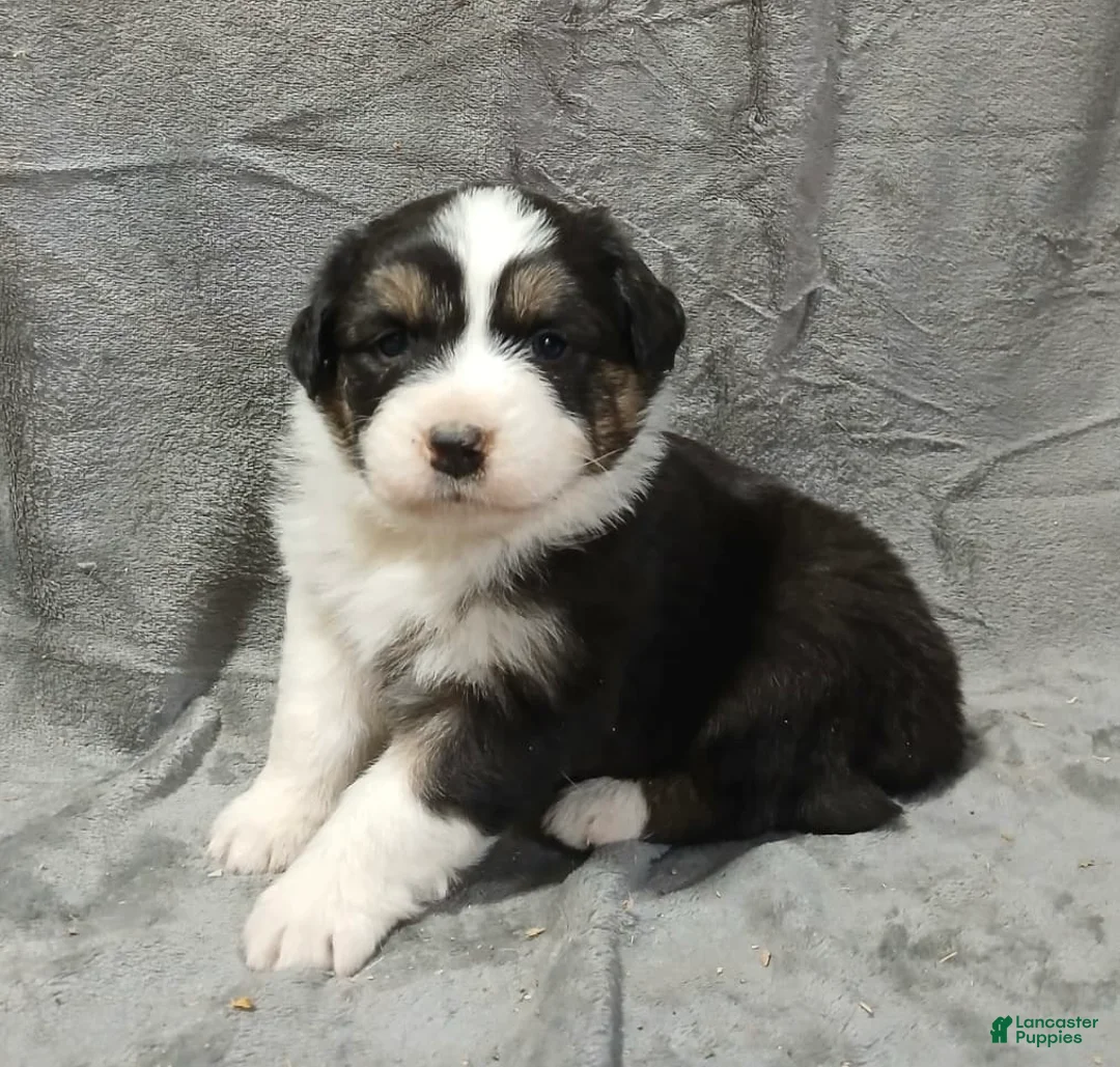 Australian Shepherd dogs for sale: Pascal - Ad 2