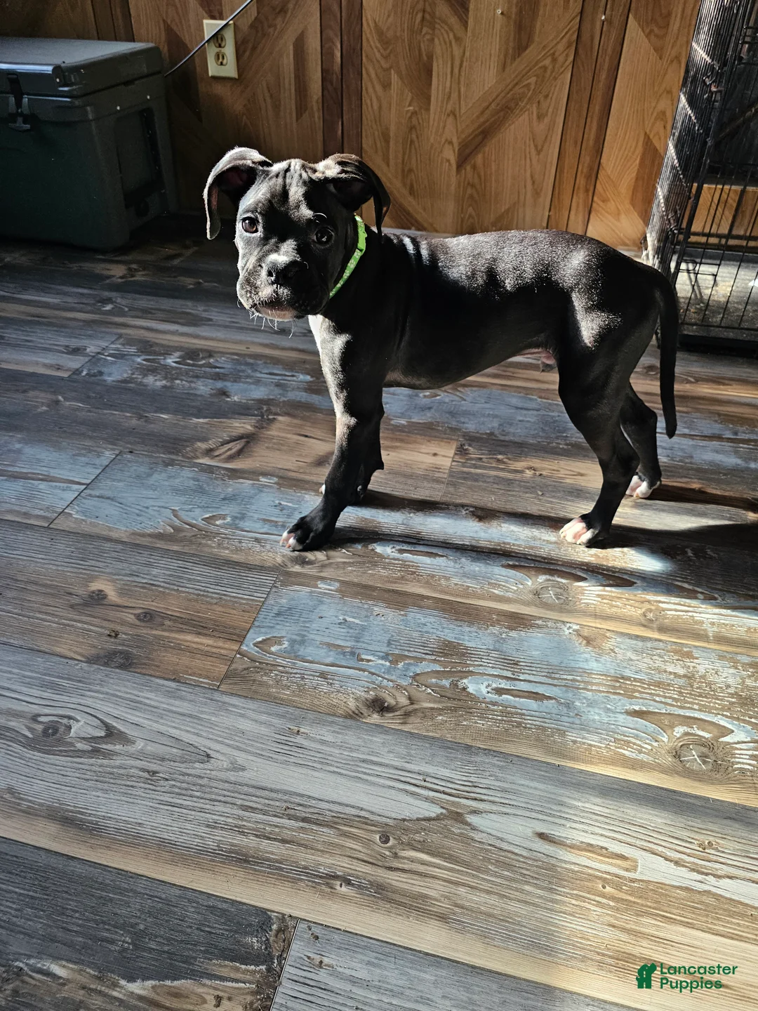 Boxer dogs for sale: Baby Boom - Ad 1