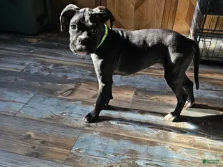 Boxer dogs Baby Boom - Ad 3