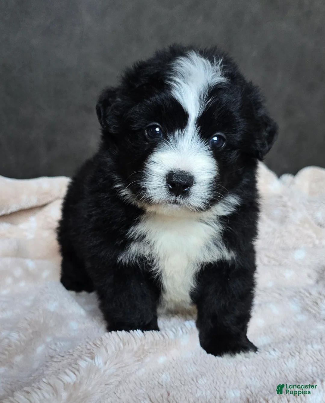 Mini Bernedoodle dogs for sale: Mini Wilson - Ad 1