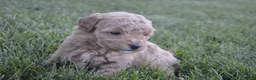 Mini Goldendoodle dogs for sale: Daisy  - Ad 6