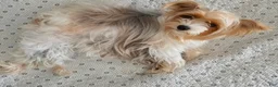 Yorkshire Terrier dogs for sale: Minnie - Ad 5