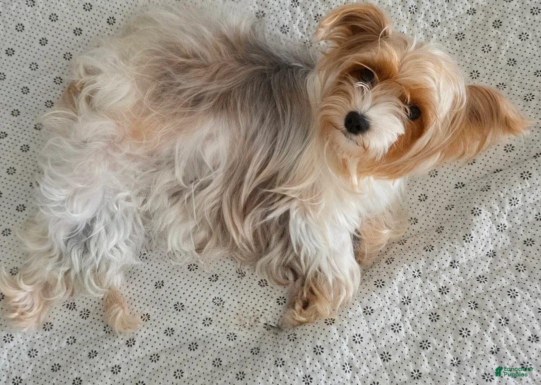 Yorkshire Terrier dogs for sale: Minnie - Ad 5