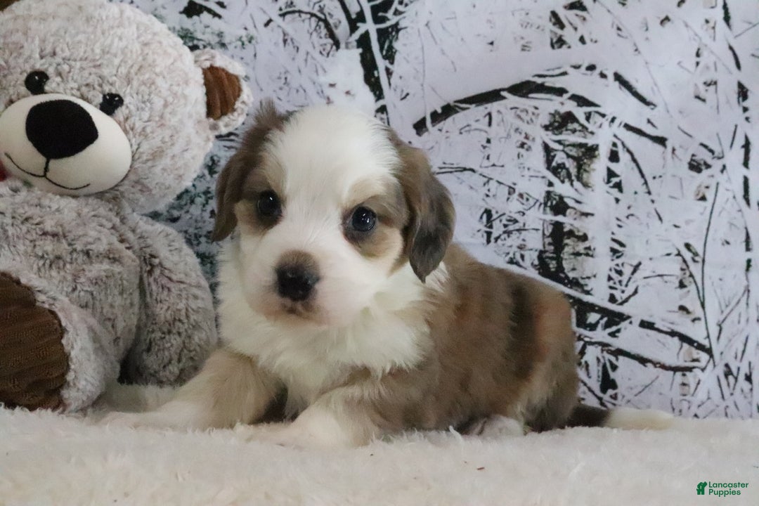 Bernedoodle dogs for sale: Shiloh - Ad 3