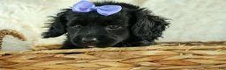 Cavapoo dogs for sale: Raya🎀 - Ad 13