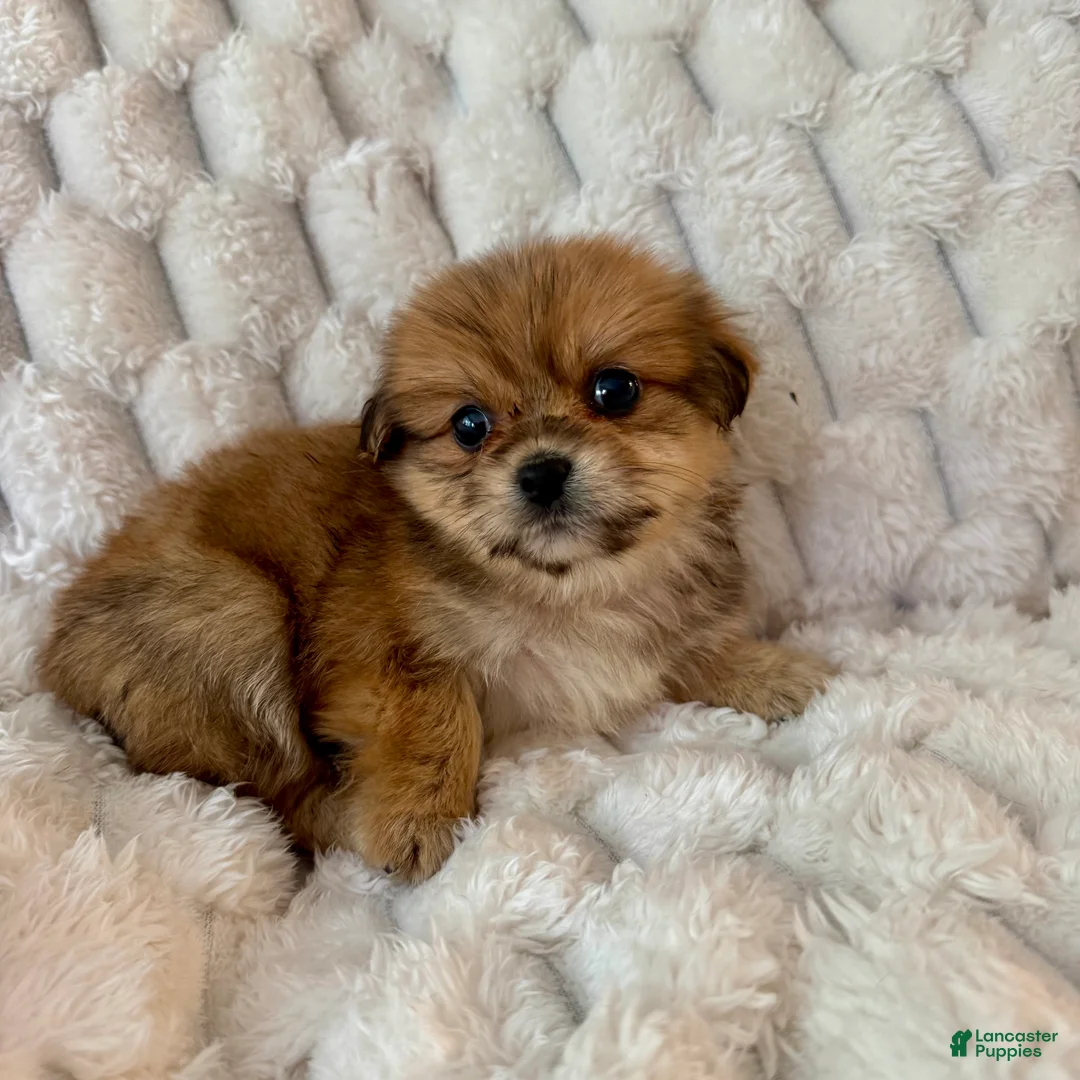 Mixed Breed dogs for sale: Ava - Ad 2