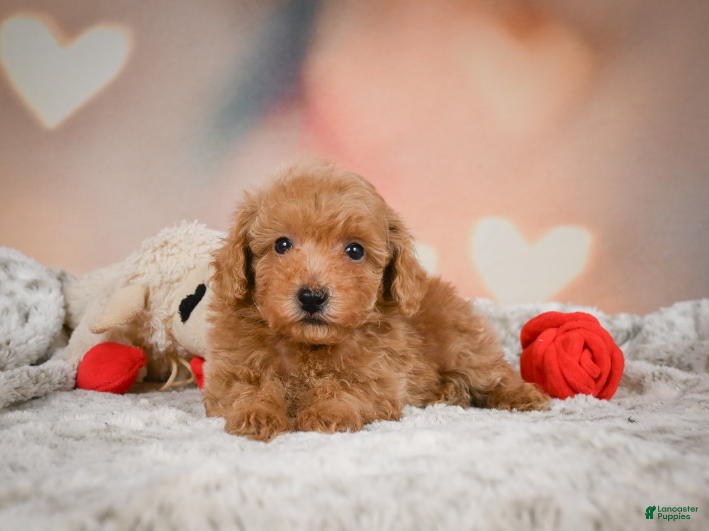 Toy Poodle dogs Ike - Ad 1