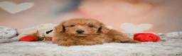 Toy Poodle dogs for sale: Ike - Ad 1