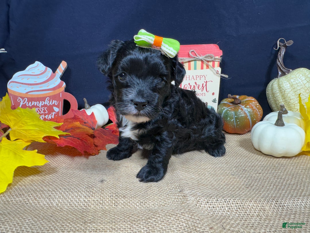Yorkiepoo dogs for sale: Yorkiepoo Puppy 2 - Ad 2
