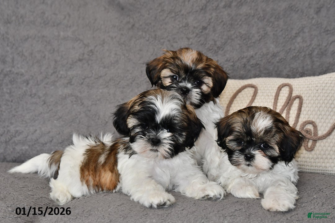 Shih Tzu dogs for sale: Cassie   - Ad 4