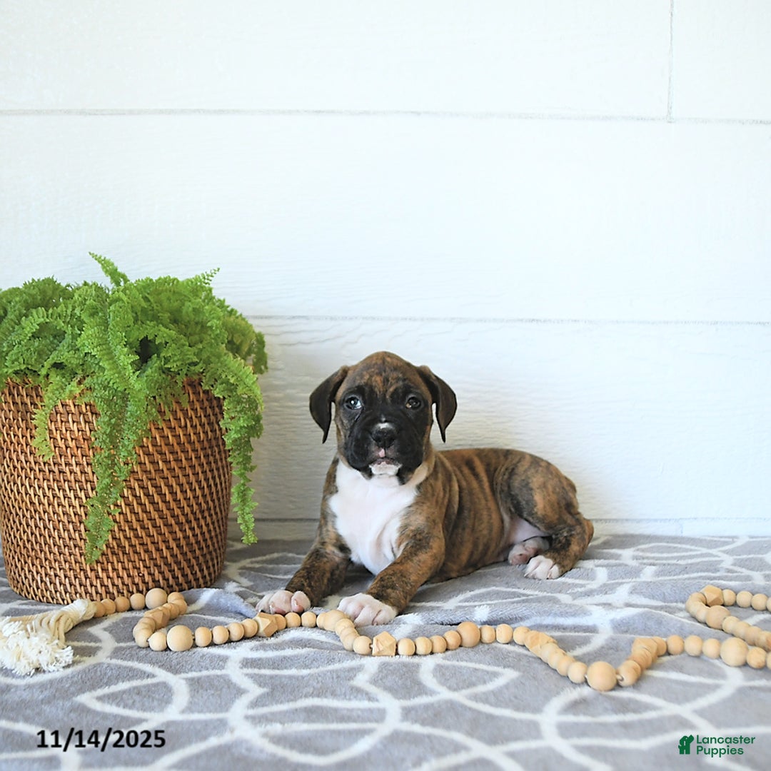 Boxer dogs for sale: Juniper - Ad 7