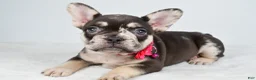French Bulldog dogs for sale: Oakley - Ad 7