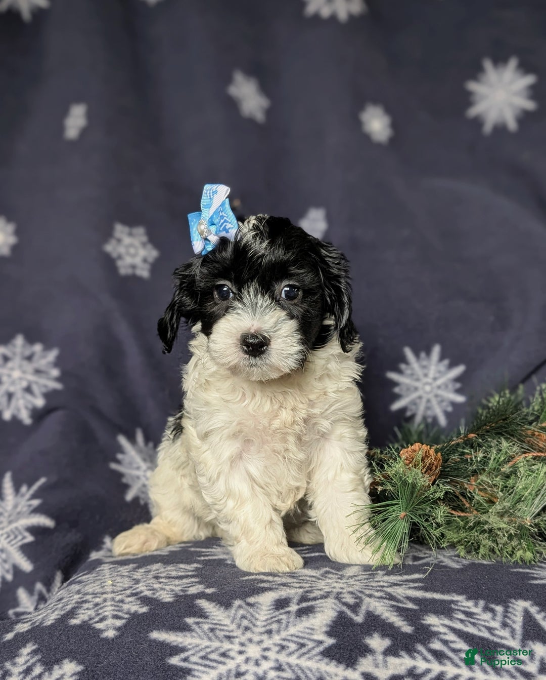 Havapoo dogs for sale: Cait Ready for Christmas!! - Ad 8