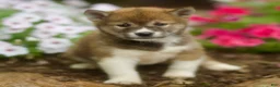 Shiba Inu dogs for sale: Leo - Ad 1