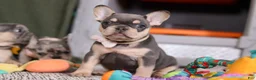 French Bulldog dogs for sale: Bebe - Ad 1