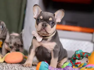 French Bulldog dogs Bebe - Ad 3
