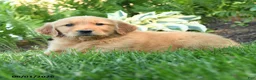 Golden Retriever dogs for sale: Jax - Ad 3