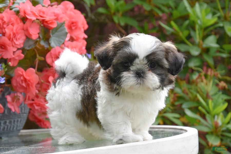 Shih Tzu dogs Minnie - Ad 2
