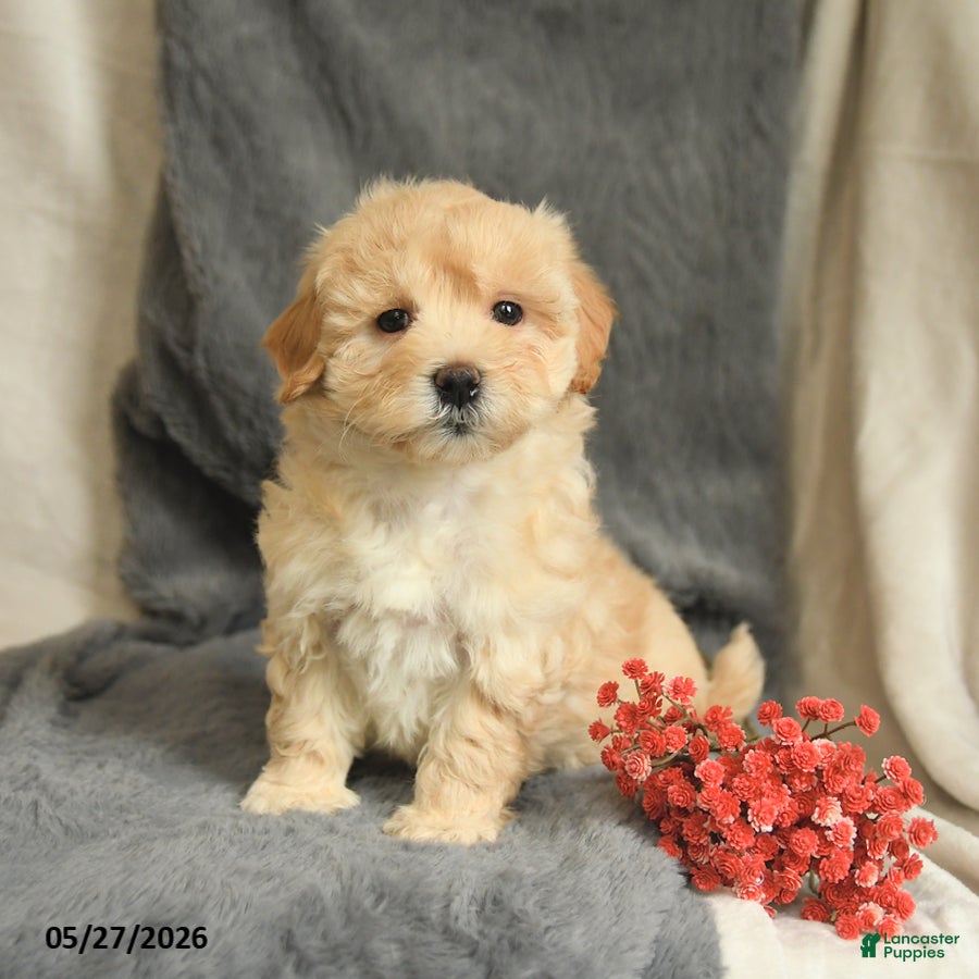 Maltipoo dogs Wendy - Ad 2