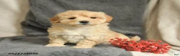 Maltipoo dogs for sale: Wendy - Ad 2