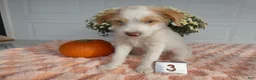 Mixed Breed dogs for sale: Mixed Breed 3 Macy - Ad 3