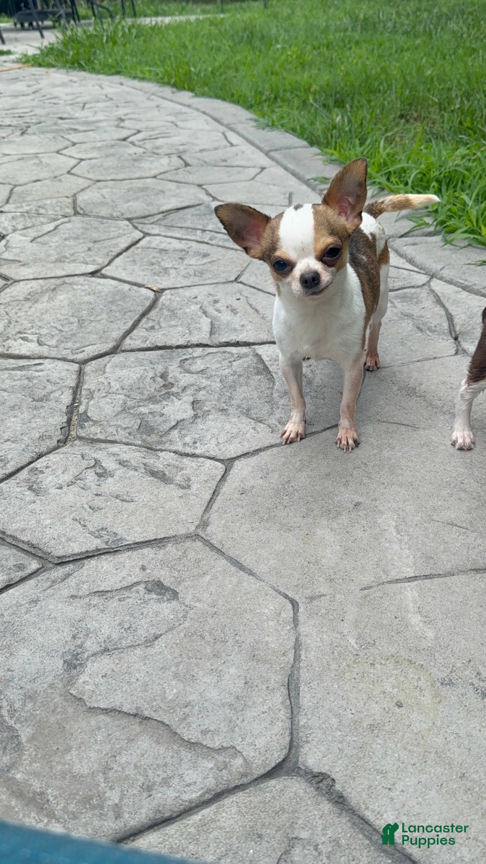 Chihuahua dogs Bambi AKC Stud - Ad 2
