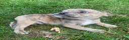 Mixed Breed dogs for sale: Bruno - Ad 6