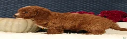 Cavapoo dogs for sale: Sawyer - Ad 4
