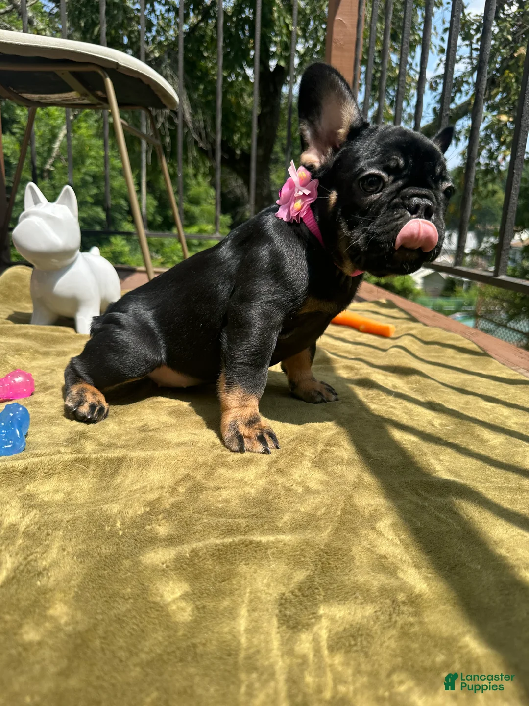 French Bulldog dogs for sale: Poppy - Ad 1