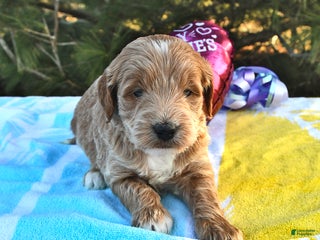 Mini Goldendoodle dogs Oliver - Ad 8