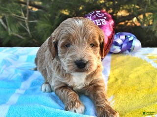 Mini Goldendoodle dogs Oliver - Ad 2