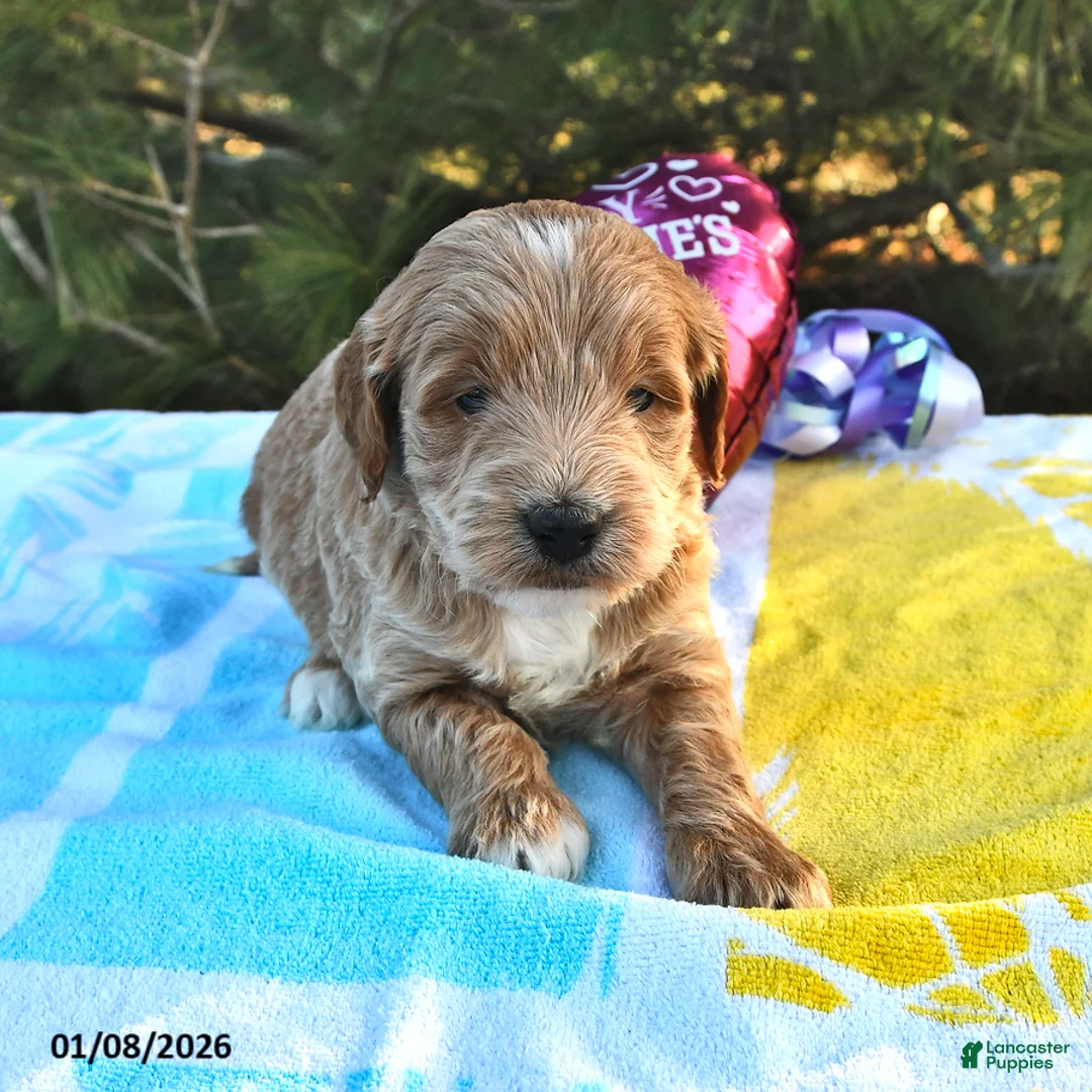 Mini Goldendoodle dogs for sale: Oliver - Ad 6