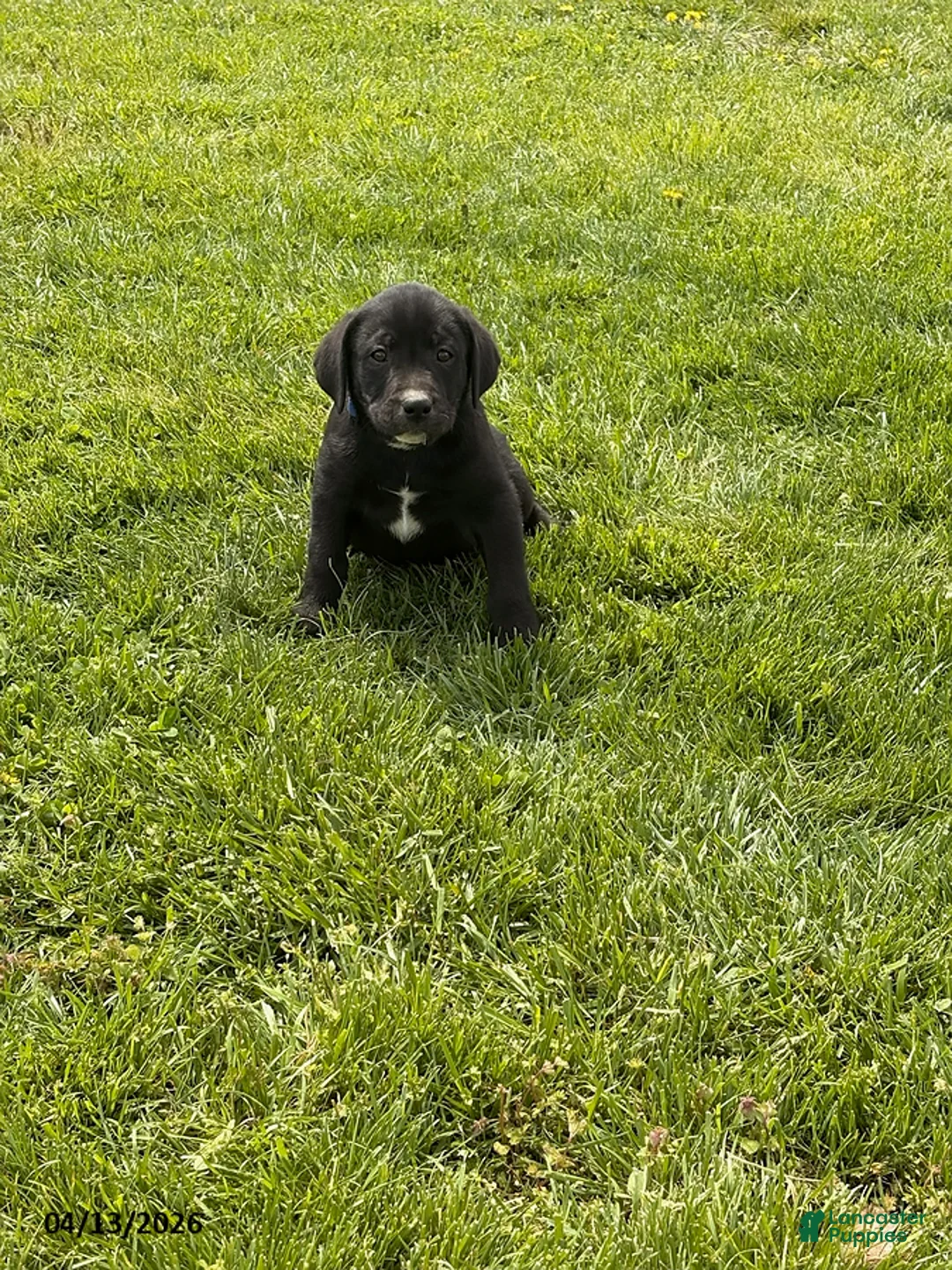 Mixed Breed dogs for sale: Chase - Ad 1