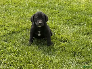 Mixed Breed dogs Chase - Ad 29