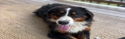 Bernese Mountain Dog dogs for sale: Serena - Ad 5