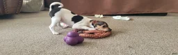 Rat Terrier dogs for sale: Dolly *Updated photos* - Ad 4