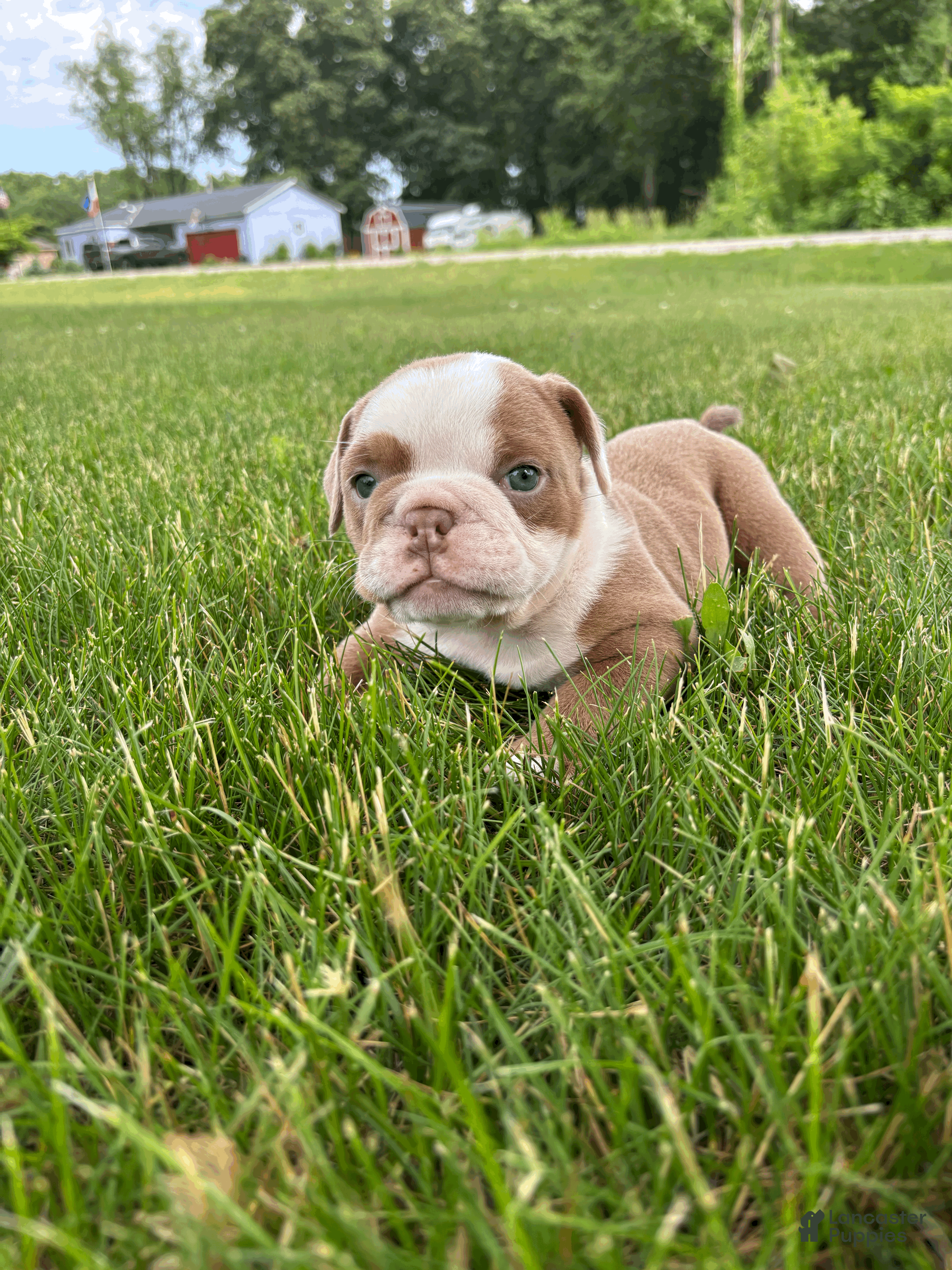 Mixed Breed dogs Lucy - Ad 2