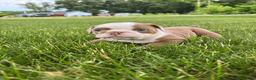 Mixed Breed dogs for sale: Lucy - Ad 2