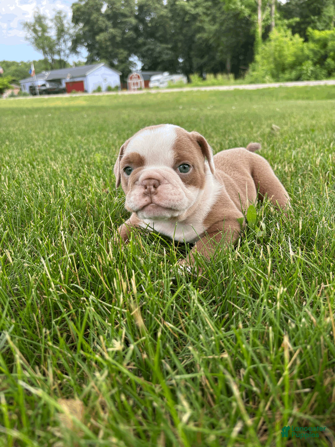 Mixed Breed dogs for sale: Lucy - Ad 2