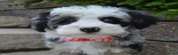 Mini Bernedoodle dogs for sale: Bella - Ad 6