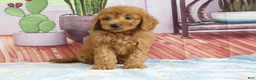 Mini Goldendoodle dogs for sale: Kodiak - Ad 4