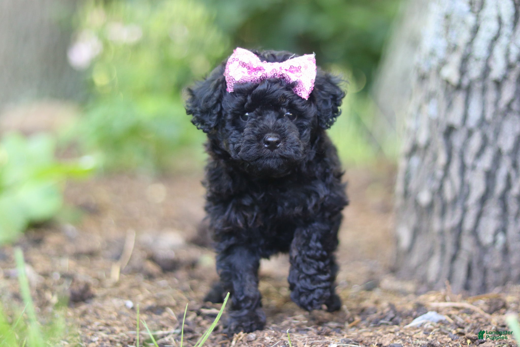 Miniature Poodle dogs for sale: April - Ad 3