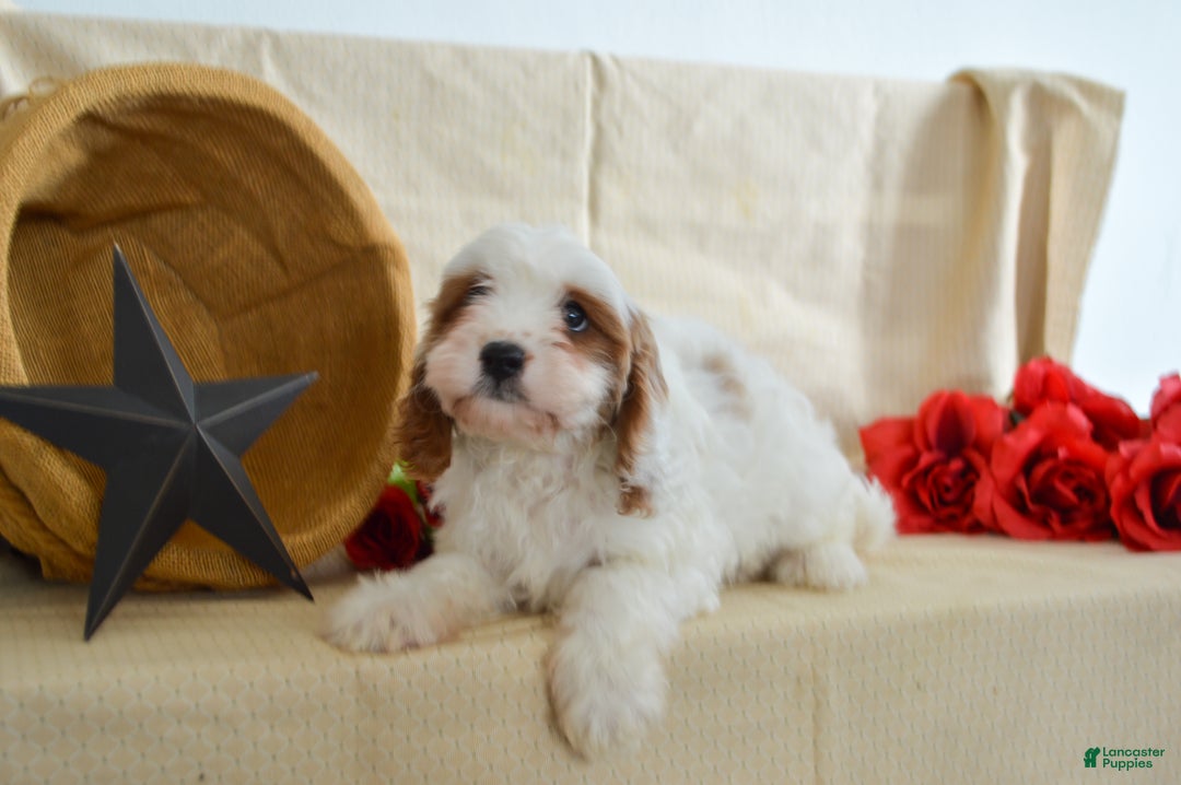 Cavapoo dogs for sale: Carmen 🎄🎁 Adoption Special - Ad 4