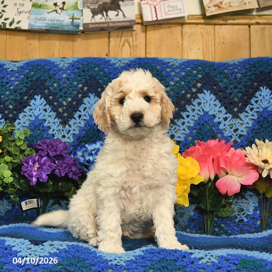 Mini Goldendoodle dogs Spot  - Ad 2