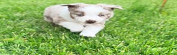 Australian Shepherd dogs for sale: Maple - Ad 3