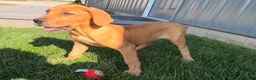 Great Dane dogs for sale: Melody  - Ad 1