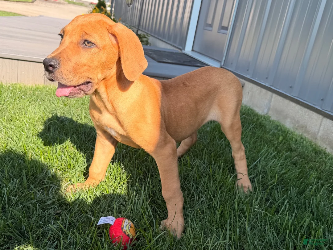 Great Dane dogs for sale: Melody  - Ad 1